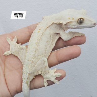 삑삑