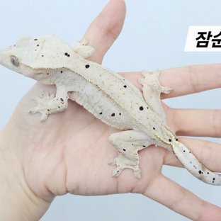 잠순