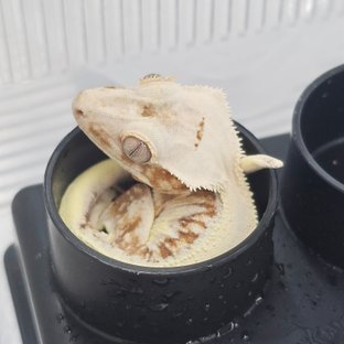 12슈레크팬
