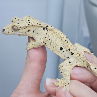 Super Dalmatian Dalmatian