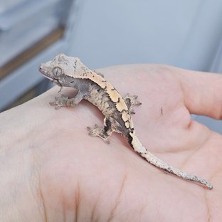 21꼬플