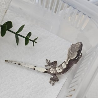 11꼬아