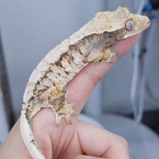 럭호2