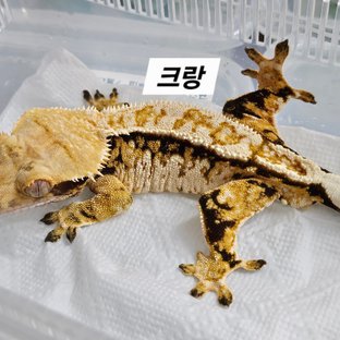 크랑
