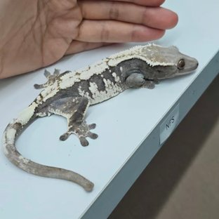 블린