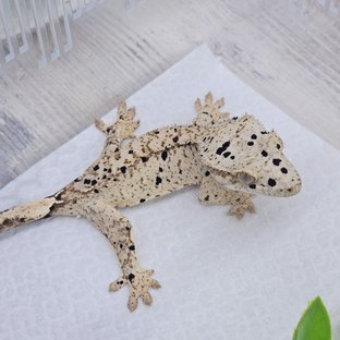 Super Dalmatian Dalmatian