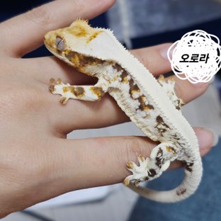 오로라