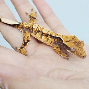 트라이