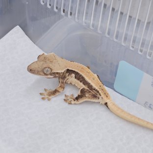 62논퐁