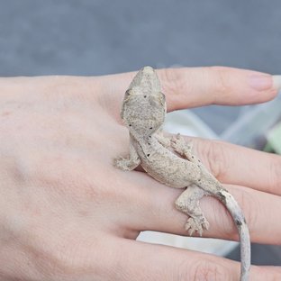 71잉꼬