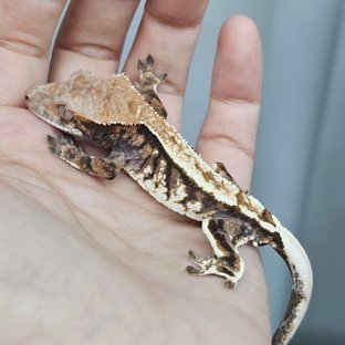 ✨32논퐁