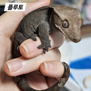 플루토