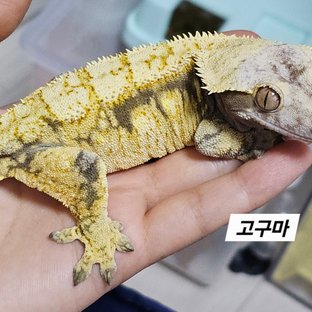 고구마