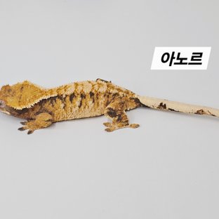 아노르