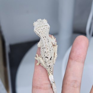 Super Dalmatian Dalmatian