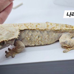 나리1