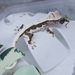 ✨26지이