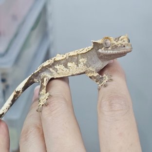 ✨호두꼬미
