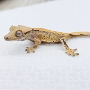 트라이