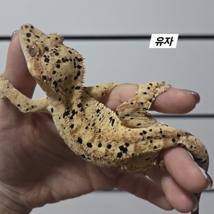 유자
