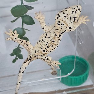 Super Dalmatian Dalmatian