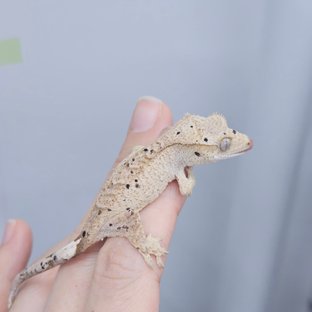 52잉꼬