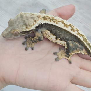 헤라