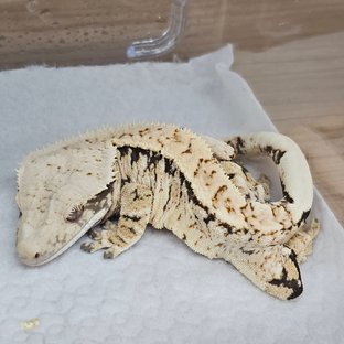 노멀 드리피 화이트스팟 화이트포트홀