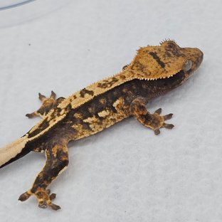 100%헷아잔틱 쿼드