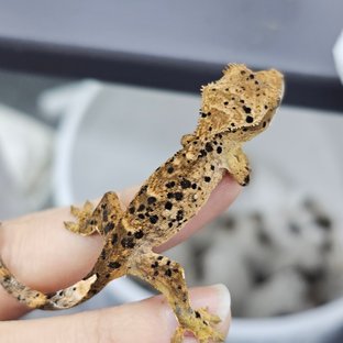 Super Dalmatian