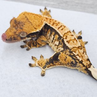 Normal Tri Tangerine