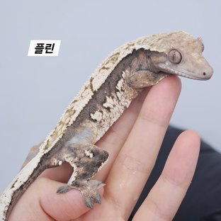 플린