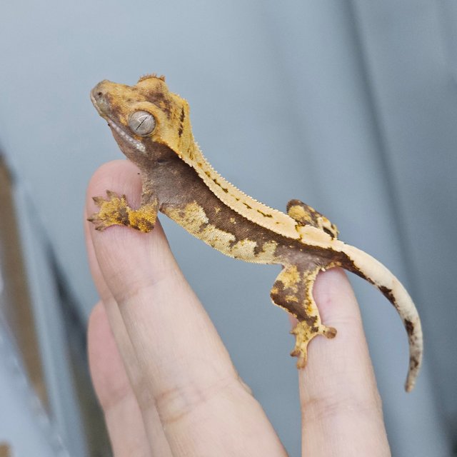 Quad 100% Het Axanthic