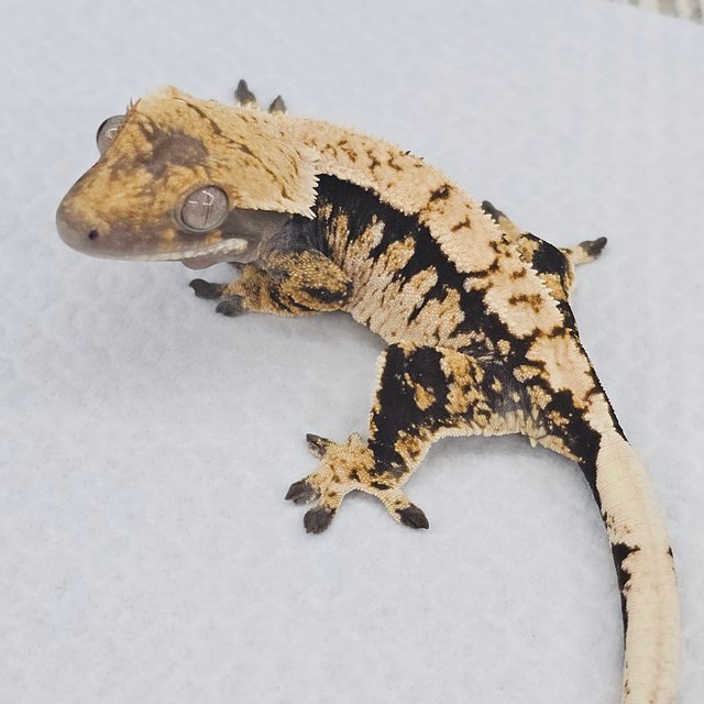 노멀 트라이 드리피 화이트스팟 익스트림할리퀸