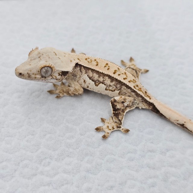 노멀 쿼드 풀핀 화이트