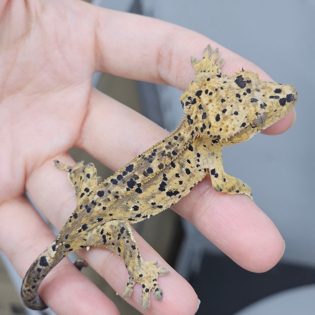 Super Dalmatian