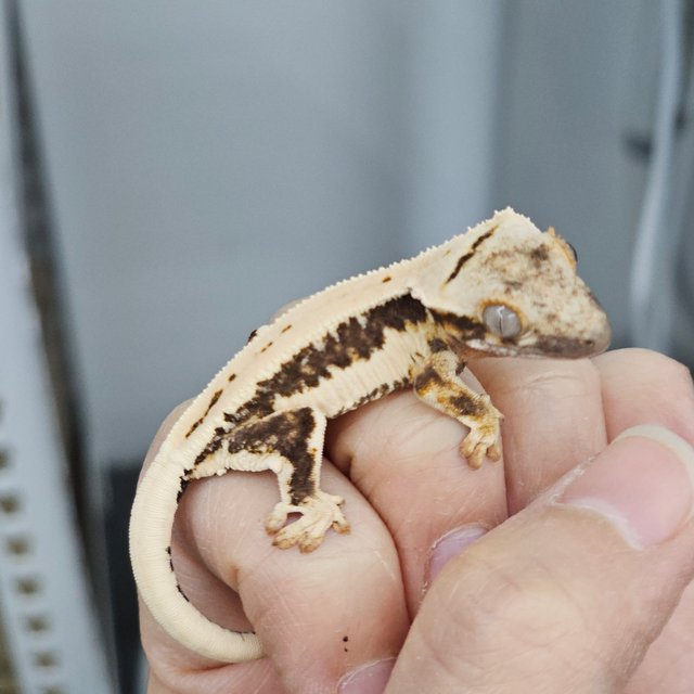 Lilly 100% Het Axanthic