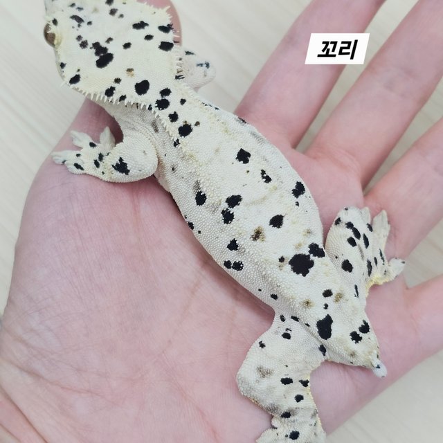 Super Dalmatian