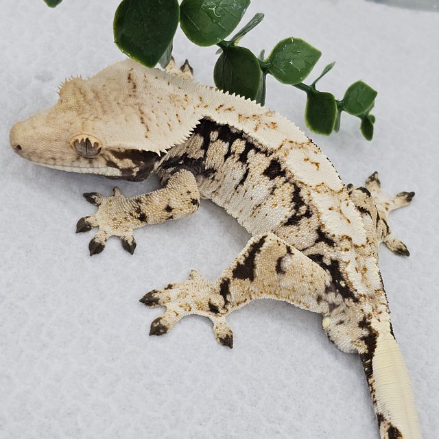Normal White White Spot Drippy