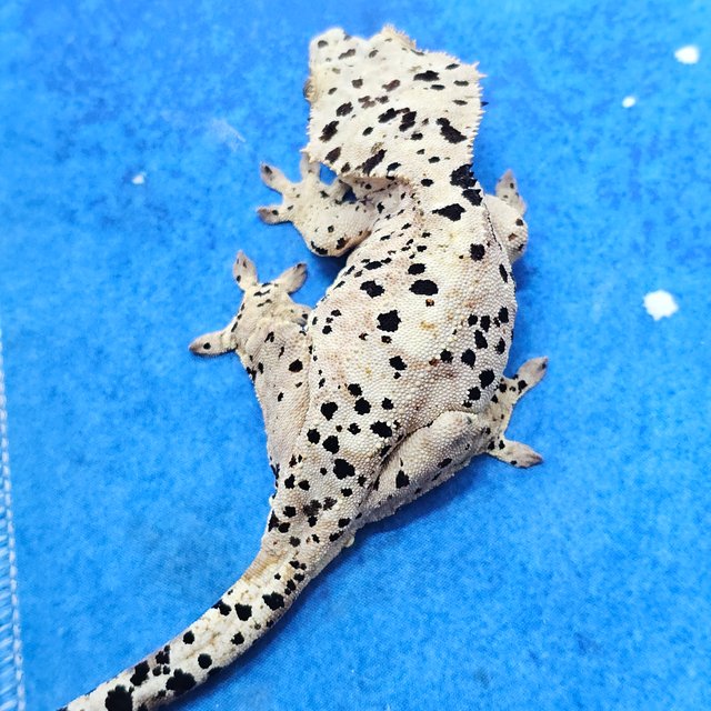 Super Dalmatian