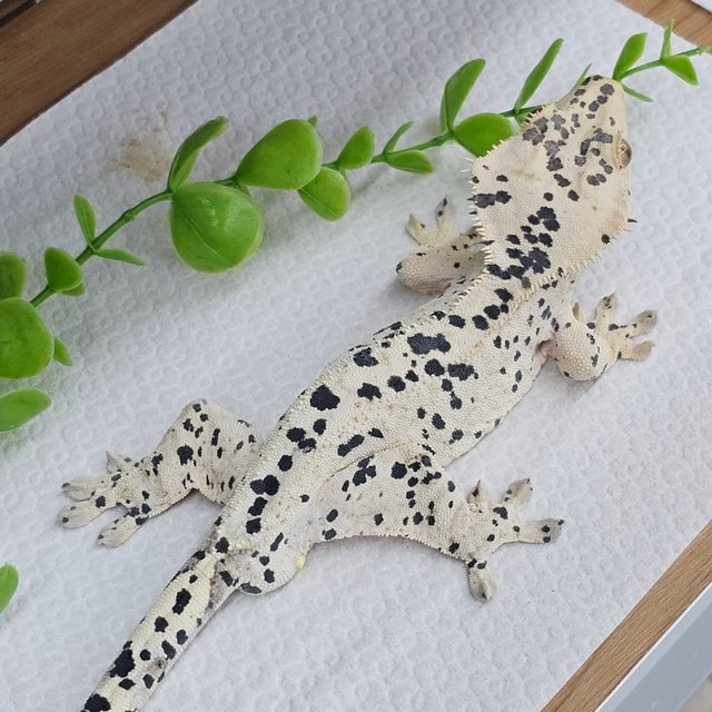Super Dalmatian