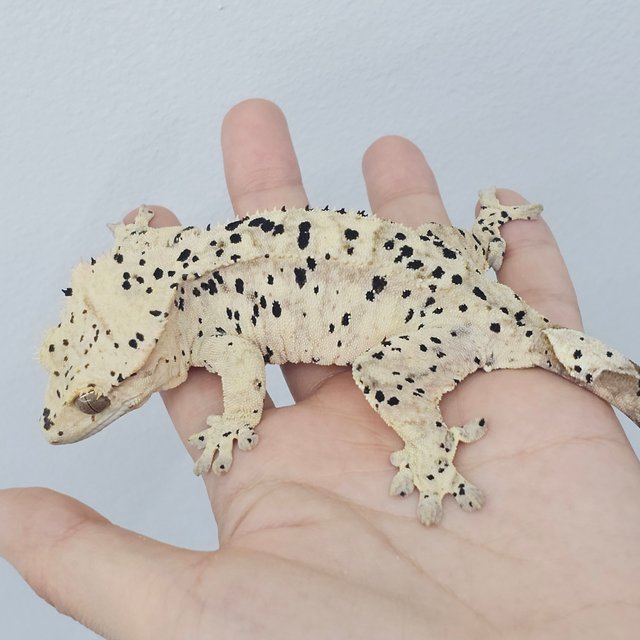 Super Dalmatian