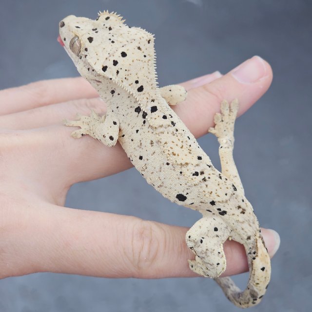 Super Dalmatian Dalmatian