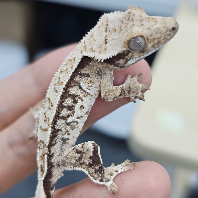 White Normal Quad