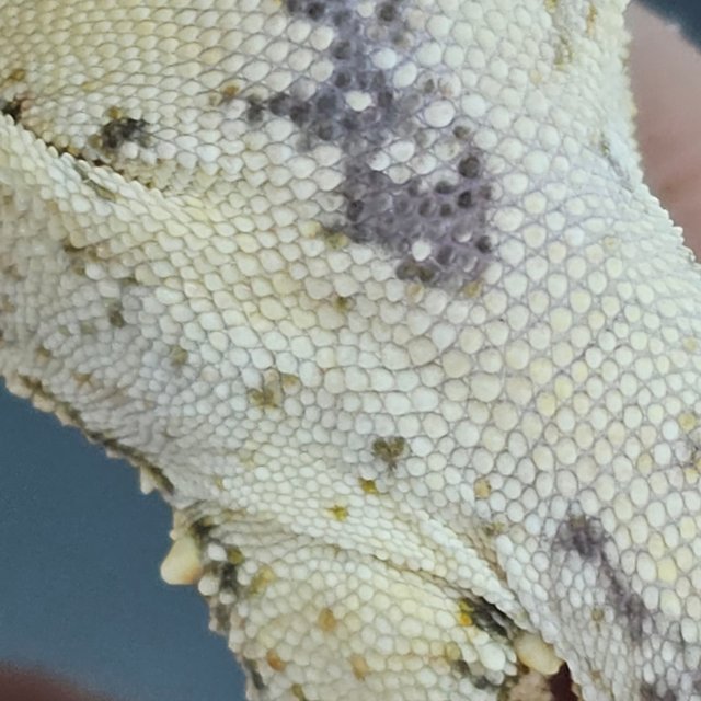 Drippy Normal White Spot