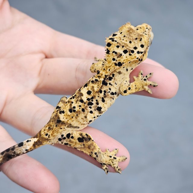 Super Dalmatian