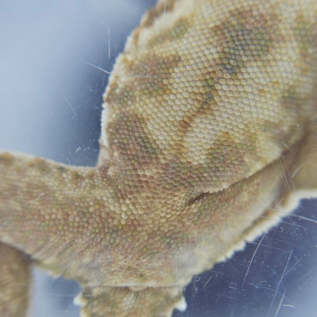 노멀 화이트스팟