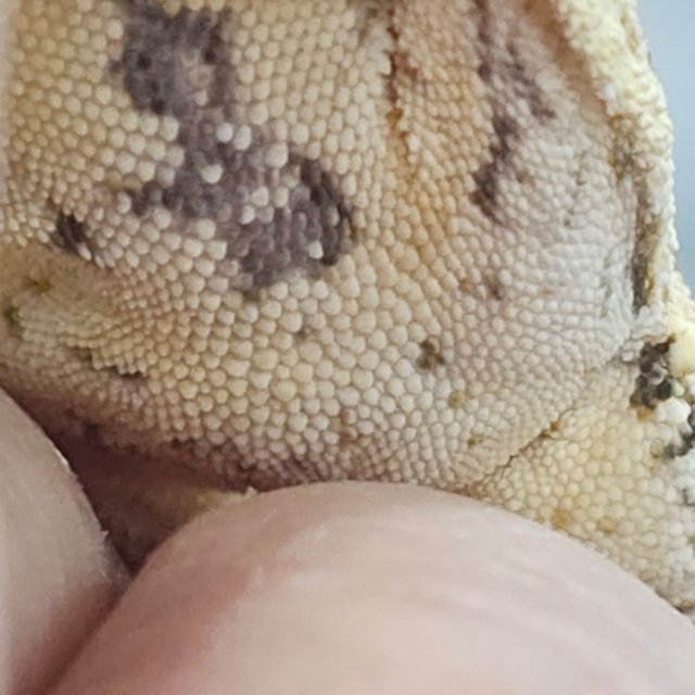 Normal White Spot Drippy