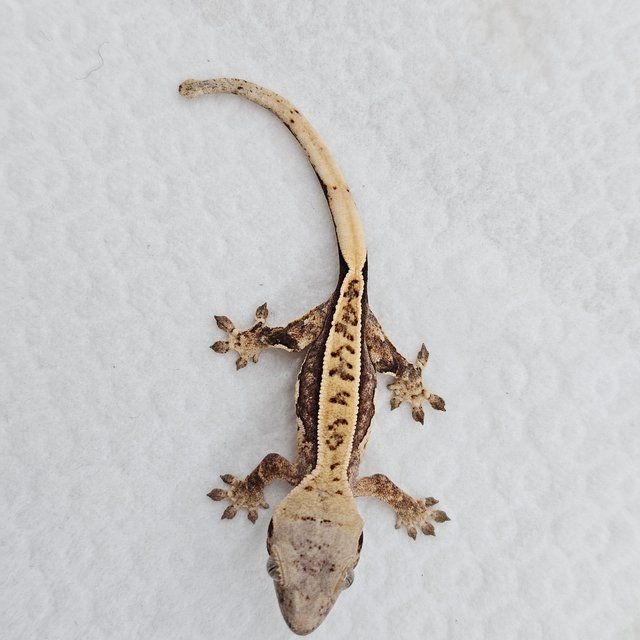 노멀 풀핀 핀스트라이프