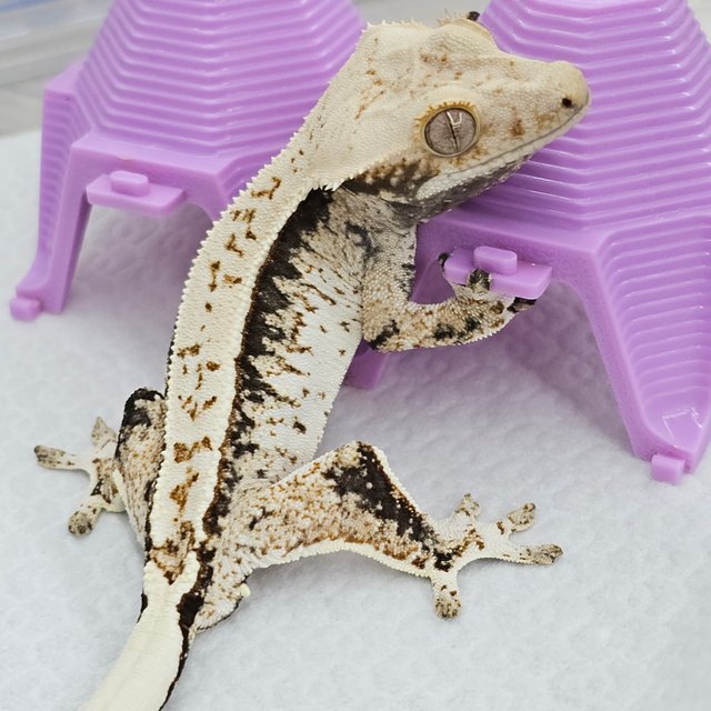 Normal White White Spot Drippy